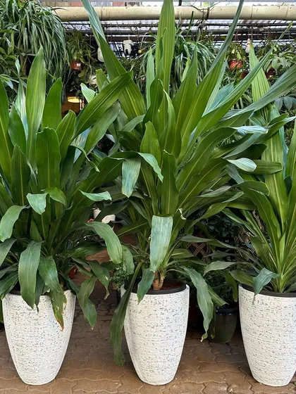 This trio of Dracaena Massangeana, or Corn Plants, is ready for a client's project. Housed in tall, white textured ceramic planters, they create a clean, uniform, and sophisticated look ideal for office or lobby environments.