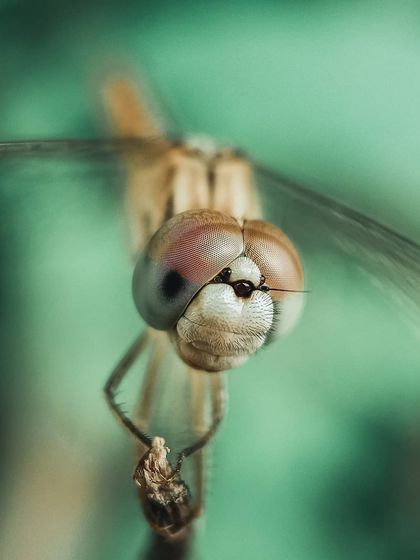 Bangalore Photographers - Find a Photographer Wildlife & Nature Photography photo 21