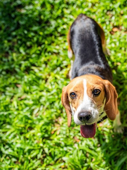 Pawparazzi By Prathima - Pet Milestone Photography Adopted & Rescued Stories photo 23