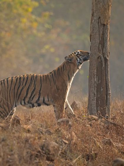 The full context of the scent marking, showing the tiger's powerful posture against the tree. This is a classic example of capturing an animal interacting with its environment.