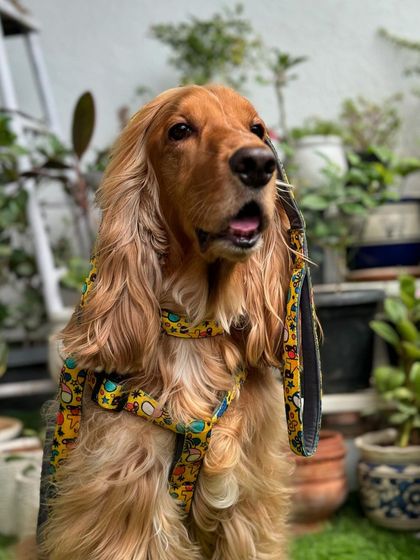 A happy shot of Posto in his new gear. He loves getting new accessories.