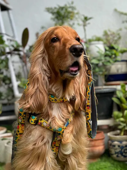 A happy shot of Posto in his new gear. He loves getting new accessories.
