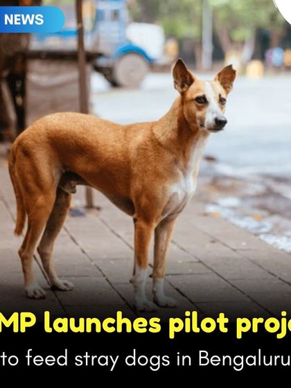 The BBMP in Bengaluru has launched a pilot project to feed stray dogs in eight zones. By collecting leftover food from hotels and restaurants, the initiative aims to reduce dog aggression and bite incidents caused by food shortages.