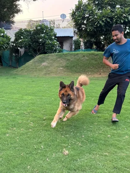 Play is a reward and a training tool. Here, a game of chase with Oscar the German Shepherd after a good training session helps reinforce our bond and makes learning a positive experience for him.