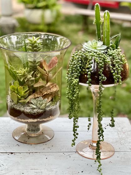 Greenhouse - Living Botanical Art & Arrangements Miniature Living Worlds photo 5