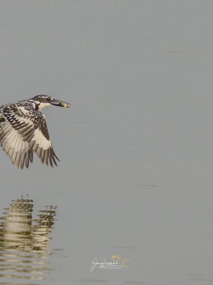 A duplicate of the kingfisher gliding with its reflection, a composition that adds an artistic touch to a moment of natural predation.
