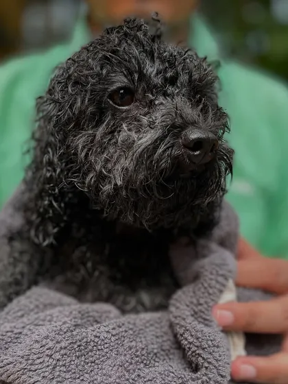 After a warm, sudsy wash, it's time for the best part: a gentle towel dry and lots of cuddles. This little poodle is all clean and ready to relax after his safe dog grooming session.