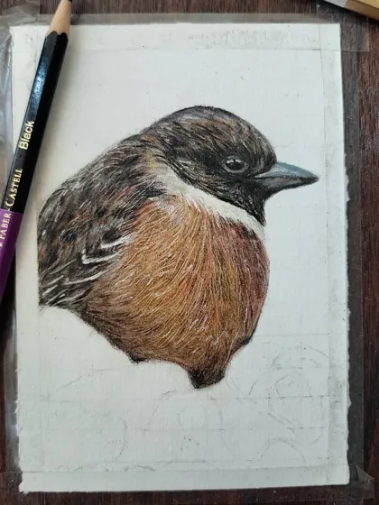 The full view of the initial bird WIP, taped to my drawing board.