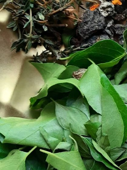 Fresh curry leaves and other dried herbs from my ingredient collection. Curry leaves are a traditional Indian remedy for healthy hair, which is why I include them in my haircare formulations.