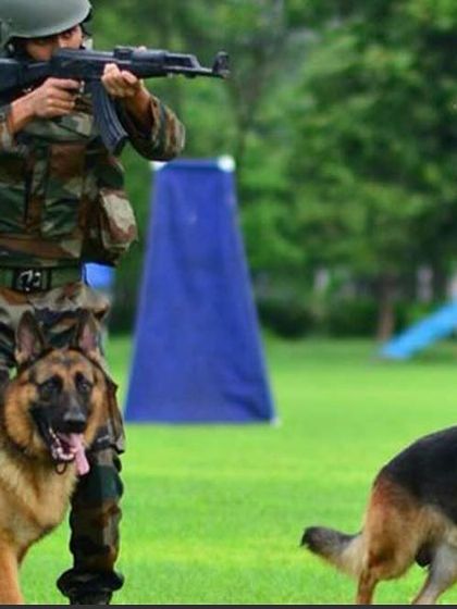 Dog Guru - Professional Dog Trainer Certification Official K9 Squad Consultation photo 13