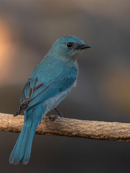 A Verditer Flycatcher, nicknamed 'Blueberry' for its colour. This shot captures its uniform turquoise-blue plumage against a soft, natural background.
