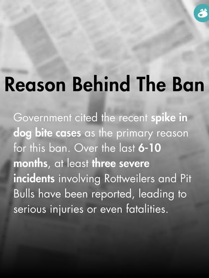 The Pack - Online Pet Parent Community A Voice for Every Dog photo 8