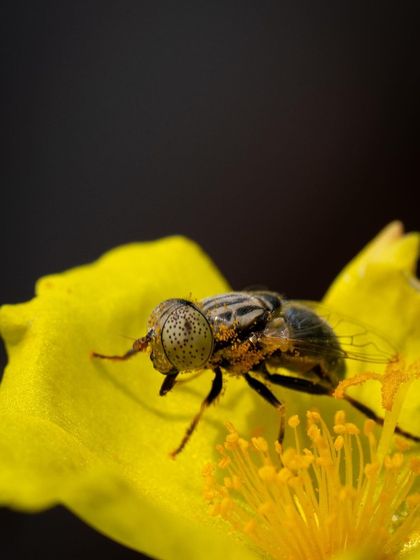 A close-up of the hoverfly, showing the intricate patterns on its body and its large, dotted eyes.