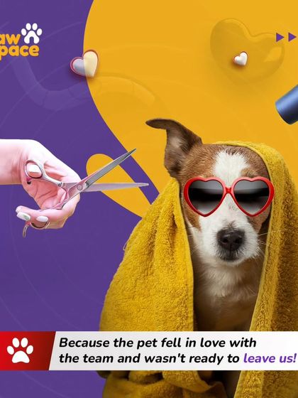 PawSpace - At-Home Pet Grooming The Full Grooming Experience photo 6