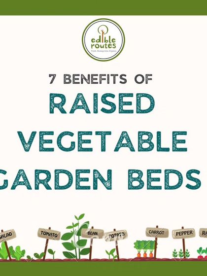 Raised vegetable garden beds offer numerous benefits. This guide explains why they are an excellent choice for both new and experienced gardeners.