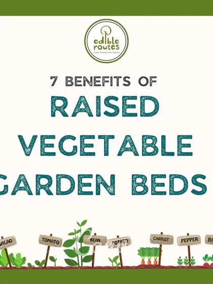 Raised vegetable garden beds offer numerous benefits. This guide explains why they are an excellent choice for both new and experienced gardeners.