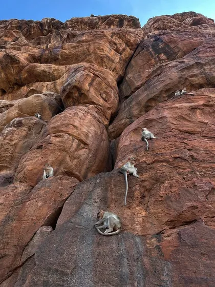 A troop of langur monkeys rests on the steep, red rock faces of Hampi. This shot captures the native wildlife that has made these ancient ruins their home.