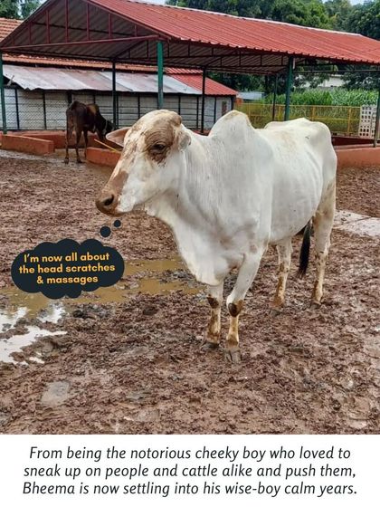 Cupa - Pet Adoption, Fostering & Sponsorship Beyond Cats & Dogs: Our Large Animal Rescues photo 5