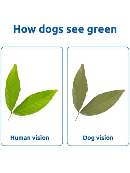 We see a vibrant green leaf, but a dog sees it in a duller, greyish-yellow tone. Understanding their vision helps us choose toys they can actually see well.