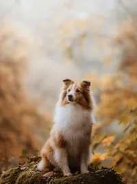 Seasonal Mini-Sessions