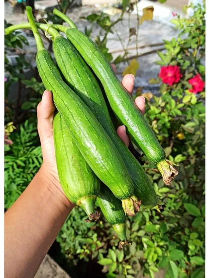 A handful of freshly picked sponge gourds. These are one of the most rewarding vegetables for beginners to grow in the summer.