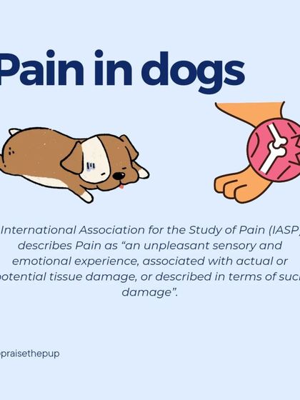 Pain is defined as an unpleasant sensory and emotional experience. It's important to remember that pain affects how a dog feels, not just how they move.