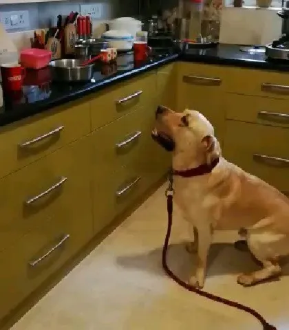 This is Murpphie, a happy client, patiently waiting while his special low-fat meal is being prepared. That look of anticipation says it all. Dogs know what's good for them, and they can't wait for a bowl of Bau Chow.