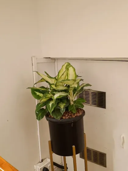 The Dieffenbachia 'Camilla' is a popular choice for brightening up office corners. Its lush, variegated leaves add a touch of the tropics, and it's known for being an adaptable indoor plant that thrives with indirect light.
