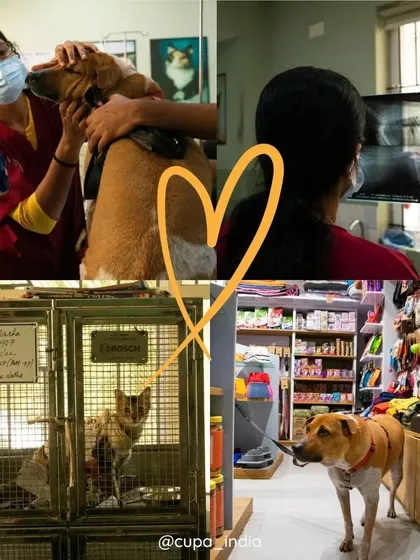 This is what a day at our Small Animal Specialty Hospital looks like. From a thorough veterinary examination and reviewing digital X-rays to providing comfortable in-patient recovery and stocking our pet store, we offer comprehensive services all under one roof.