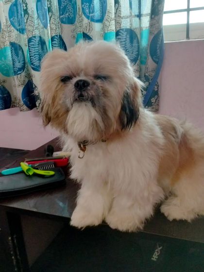 Sitting proudly with my grooming tools nearby. This shows the result of a full service including brushing, trimming, and styling.