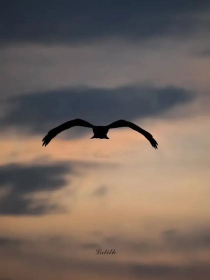 Lalith - Wildlife & Nature Photography Wings in Motion photo 44