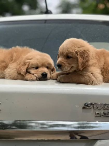 A sweet moment between two Golden Retriever siblings. Their gentle interaction shows the lovely temperament that makes this breed so beloved.