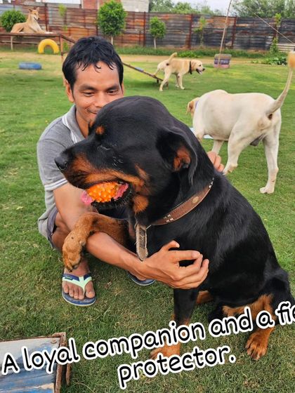 A loyal Rottweiler enjoying a cuddle and a toy. We work to show the loving, gentle side of powerful breeds.
