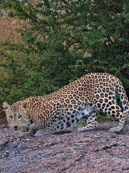 A leopard on the prowl in Jawai, its body low to the ground. This posture shows its intense focus and readiness to hunt, a key moment to capture.