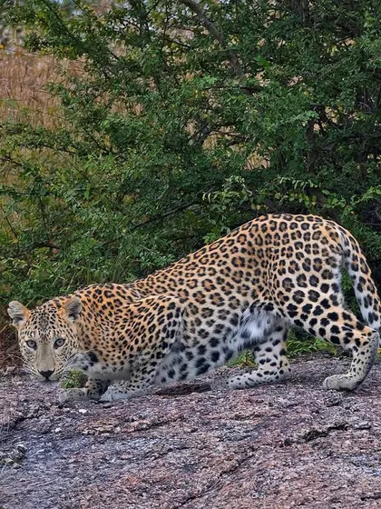 A leopard in a low, stalking posture on a rock. The intense focus in its eyes suggests it is hunting, a moment of pure predatory instinct.