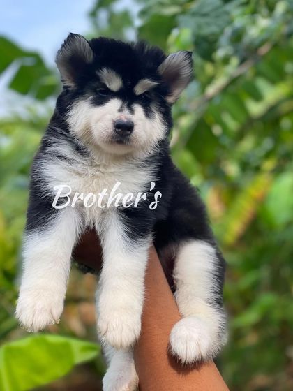 A clear, outdoor shot of a black and white Husky puppy. The natural light shows off the texture of his woolly coat and his healthy, solid build.
