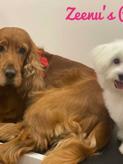 Zeenu's Pet Spa - Dog Grooming & Spa Finishing Touches: Bows, Bandanas & Style photo 4