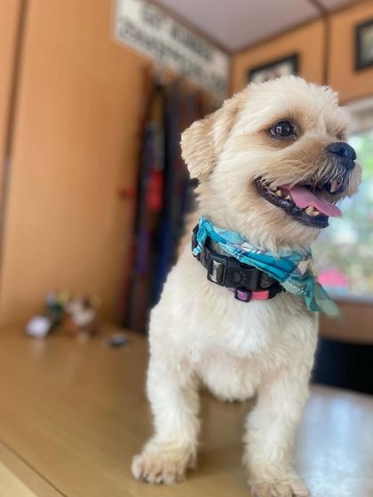 Petspace - Dog Boarding Our Pack Through the Years photo 39