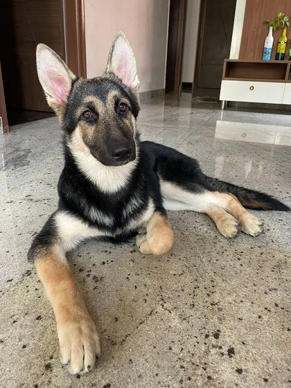 PL Paws - Animal Rescue & Rehabilitation Happy Tails: Our Adoption Stories photo 56