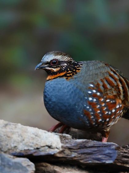 A Rufous-throated Partridge carefully walks over rocky ground. This shot captures the bird in its natural terrestrial habitat, highlighting its cautious movement.