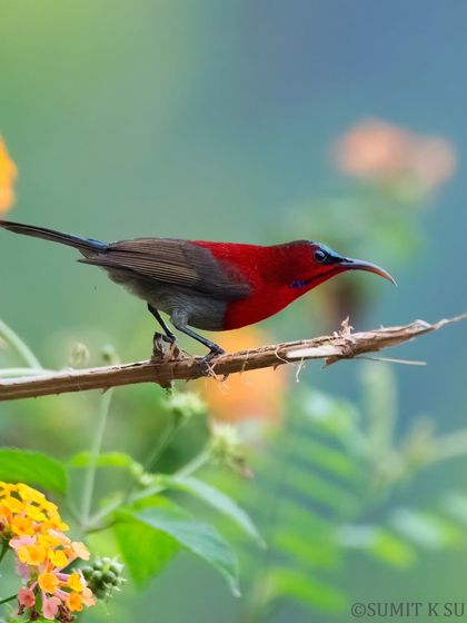 The male Crimson Sunbird, a flash of brilliant red and deep blue, seen here against a backdrop of lantana flowers. The contrast between the male and female is a lesson in evolutionary biology.