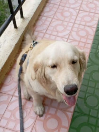 A close-up of Muffy's sweet, panting face. She is spayed and ready for a new family.