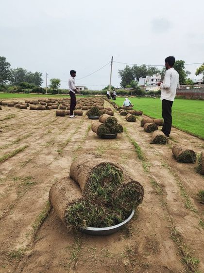 Delhi Gardner - Wholesale Plant & Turf Supply Natural Grass Turf: From Our Farm to Your Project photo 26