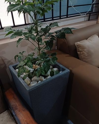 Indoor Gardening