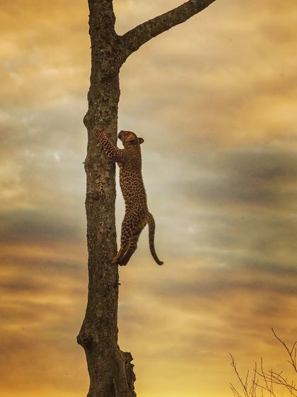 A young leopard cub, Lorian, defies gravity as it climbs a tree against a dramatic dusk sky. By exposing for the sky, I could freeze the cub's motion while capturing the beautiful colors of the sunset.