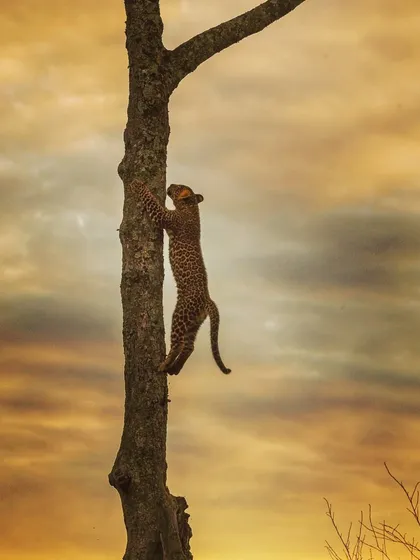 A young leopard cub, Lorian, defies gravity as it climbs a tree against a dramatic dusk sky. By exposing for the sky, I could freeze the cub's motion while capturing the beautiful colors of the sunset.