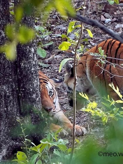 A rare glimpse of a "cat fight" between two tigers. These interactions are intense and full of raw emotion, usually over territory or a potential mate. Capturing this moment of conflict was a thrilling experience.