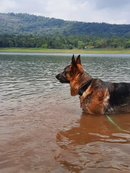 For a reactive dog like Theo, a crowded park is stressful, but a quiet lake is heaven. A huge part of managing reactivity is providing decompression walks in nature, allowing them to sniff, swim, and just be a dog away from their triggers.