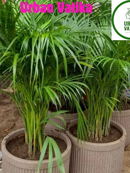 A closer look at the Areca Palms in their new fiber pots.