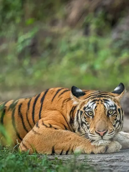 Low-angle magic. Getting down to the tiger's level creates a unique, immersive perspective. This tiger, locking eyes with the lens, creates a connection that is both powerful and intimate.